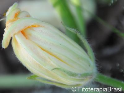 Flor