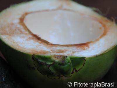 Mesocarpo do fruto verde