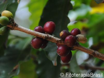 Frutos verdes e maduros