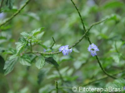 Stachytarpheta cayennensis