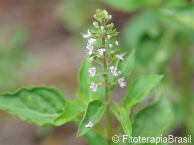 Ocimum selloi