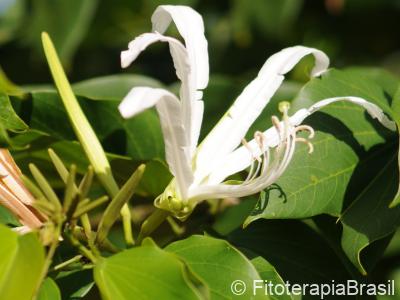Flor