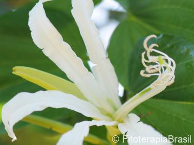 Flor