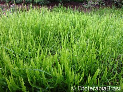Baccharis trimera