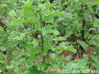 Planta adulta