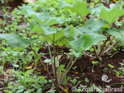 Planta jovem
