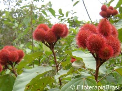 Fruto