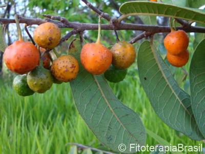 Fruto