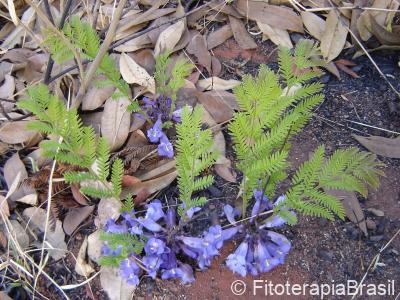 Folhas e flores