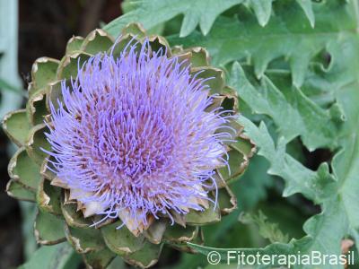 Cynara cardunculus