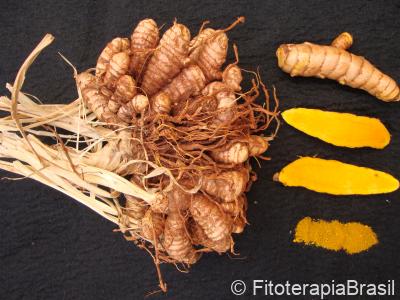 Curcuma longa