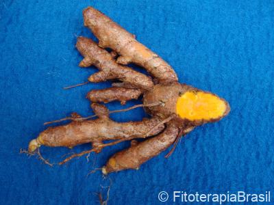 Curcuma longa