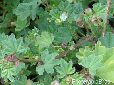 Frutos, folhas, flor