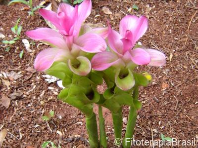 Flor