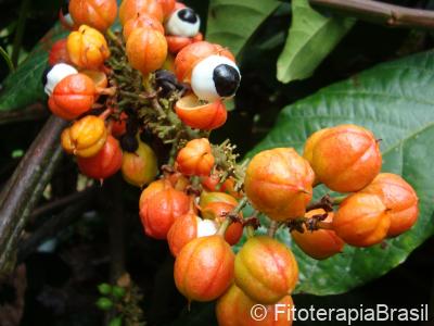 Paullinia cupana