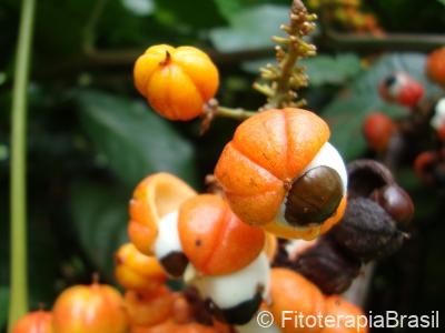 Paullinia cupana