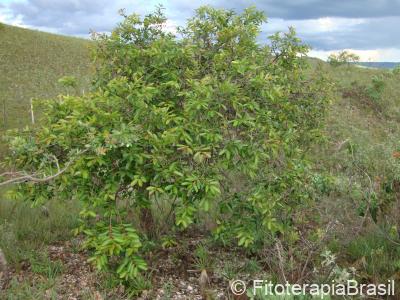 Hancornia speciosa