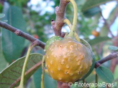 Fruto