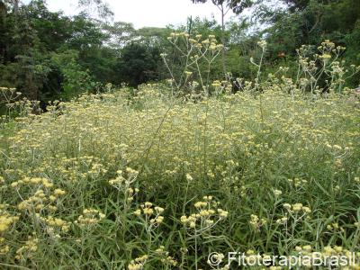 Achyrocline satureidoides
