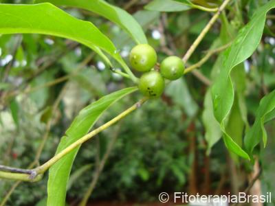 Frutos verdes