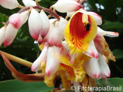 Flor