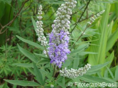 Vitex agnus castus