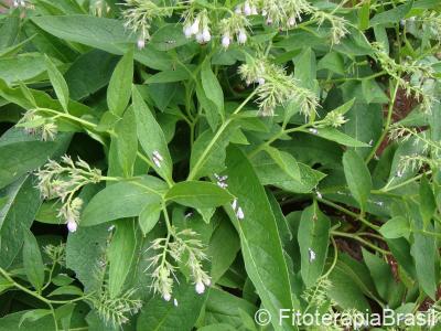 Symphytum officinale