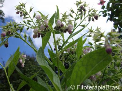 Symphytum officinale