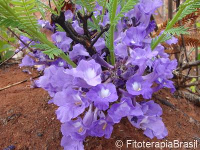Flores