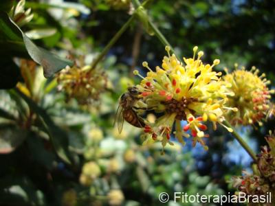 Uncaria guianensis