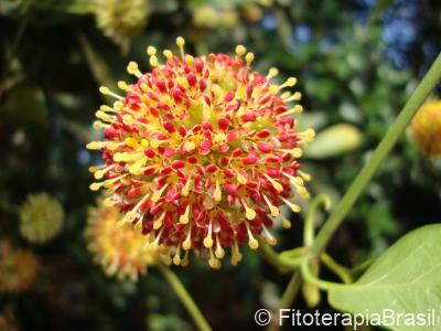 Uncaria guianensis