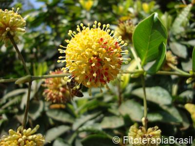 Uncaria guianensis