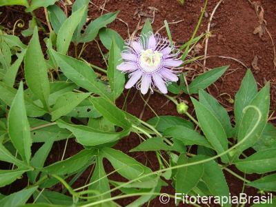 Folhas e flor