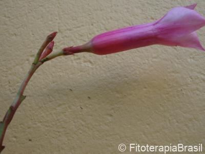 Flor