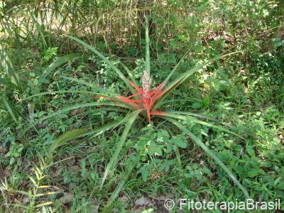 Bromelia antiacantha