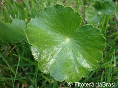 Hydrocotyle umbellata