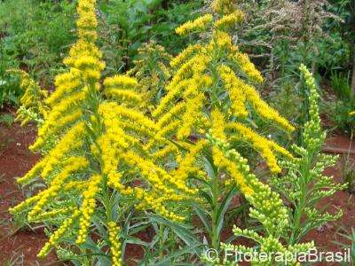 Solidago microglossa