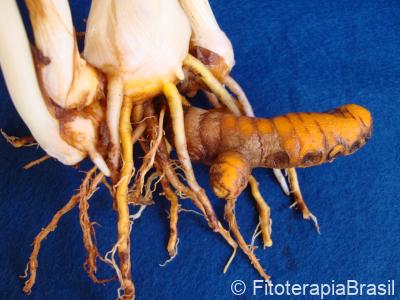 Curcuma longa