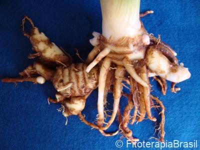 Curcuma zedoaria