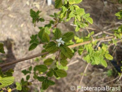 Lippia origanoides