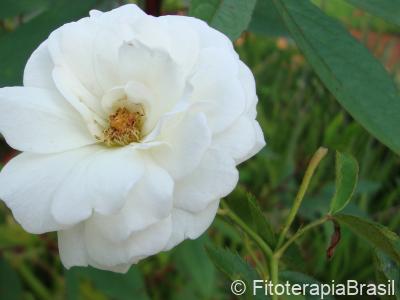 Flor