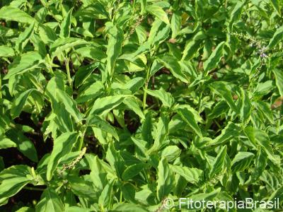Ocimum selloi