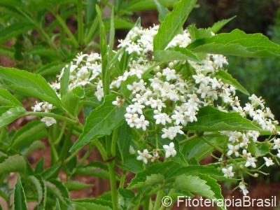 Sambucus australis