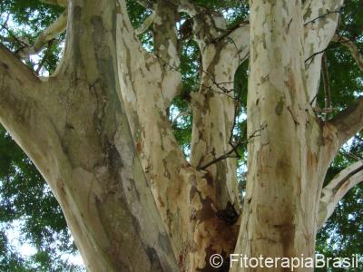 Caesalpinia ferrea
