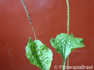 Plantago major
