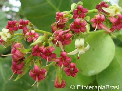 Flores