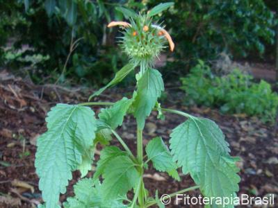 Leonotis nepetifolia