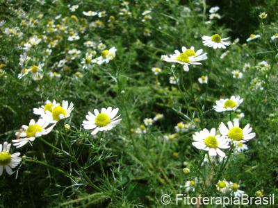 Matricaria chamomilla