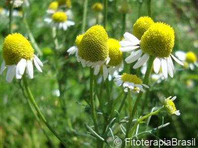 Matricaria chamomilla