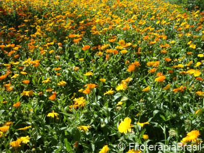 Calendula officinalis